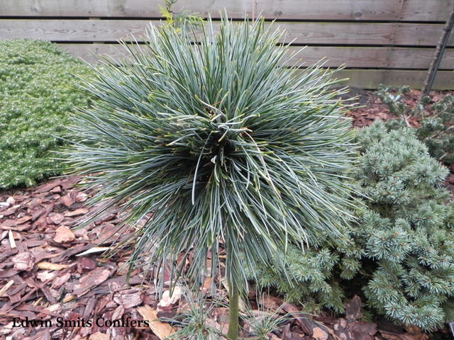 Pinus koraiensis 'Inner Peace'